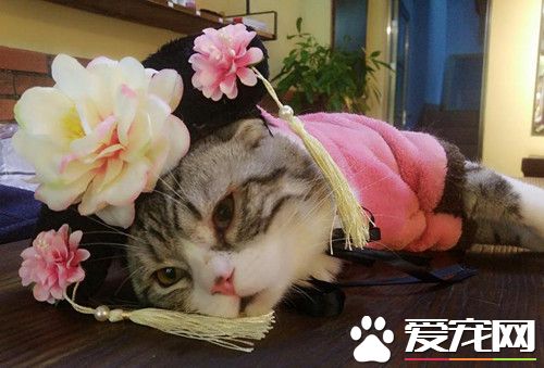 有需要演古装戏的找我