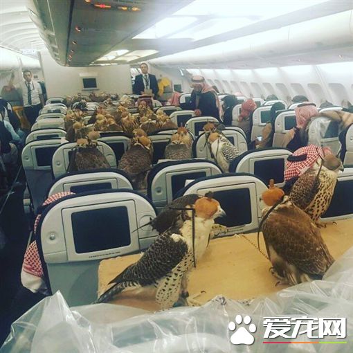 沙国王子出国打猎 买80张机票带猎鹰一起同行