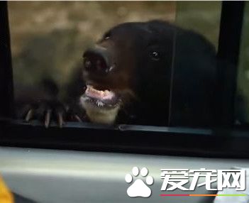 动物园黑熊讨过路费 游客大胆开窗给苹果