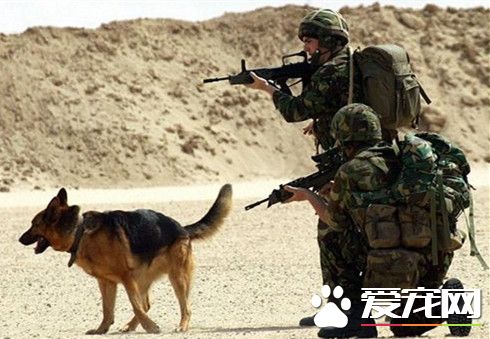 军犬出生入死却很难善终 英国231只军犬被安乐死