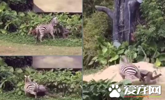 动物园斑马抓狂咬人 男子被斑马拖行数十里
