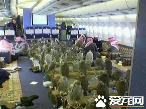 沙国王子出国打猎 买80张机票带猎鹰一起同行