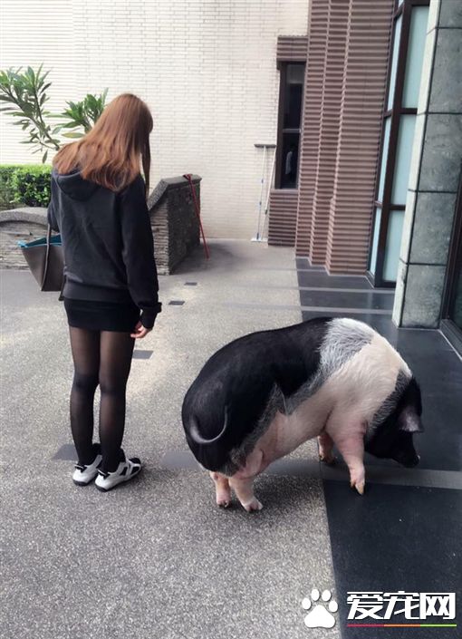绝对不会长大的迷你猪 几个月后让饲主傻眼
