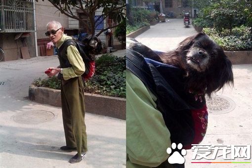 爱犬年迈瘫痪 8旬老翁不离不弃每天背它一起散步