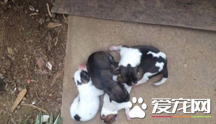 狗狗遭车碾多处骨折 忍痛爬回狗窝要喂最后一次奶