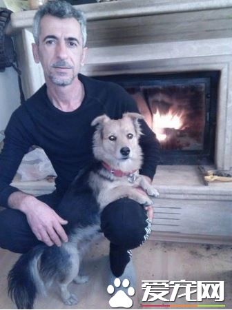 不舍心爱主人离世 狗狗每天都会去墓地探望