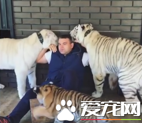 俄罗斯男子养老虎当宠物 一养就养十多只