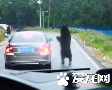 动物园黑熊讨过路费 游客大胆开窗给苹果