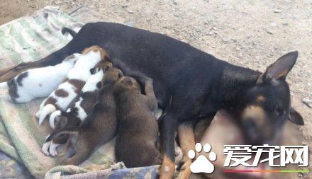 狗狗遭车碾多处骨折 忍痛爬回狗窝要喂最后一次奶