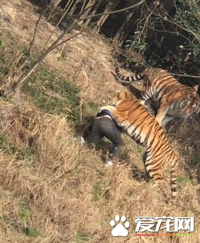 男子逃票惨遭老虎袭击 最终不治身亡