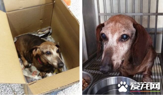 陪伴15年的狗狗无情被抛弃 送收容所转身就走