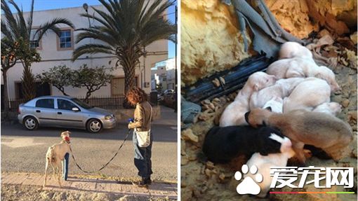 打石膏忍痛走3公里 狗妈妈带兽医救出狗宝宝