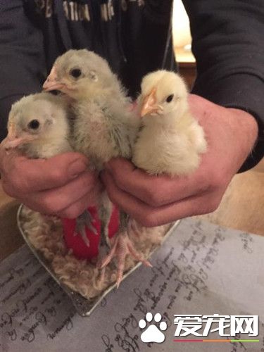 去超市买的盒装鸡蛋 竟然也能孵化出小鸡