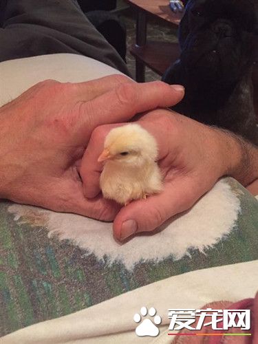 去超市买的盒装鸡蛋 竟然也能孵化出小鸡