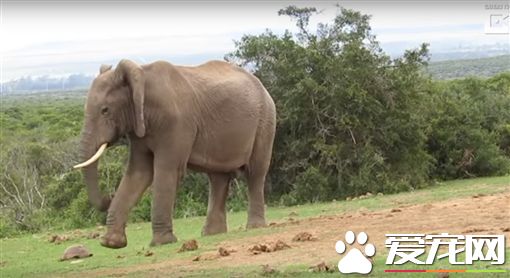 嫌弃乌龟走的太慢 大象用脚踢帮乌龟提速