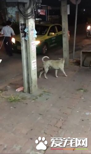 瘫痪狗拖着后脚慢慢爬 好心司机帮忙竟奇迹复原