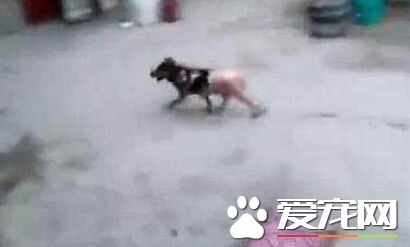 男子沸水烹煮活狗 手段残忍令人发指