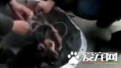 男子沸水烹煮活狗 手段残忍令人发指