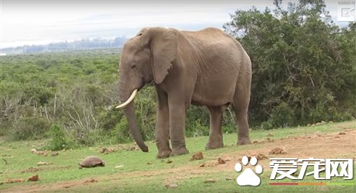 嫌弃乌龟走的太慢 大象用脚踢帮乌龟提速