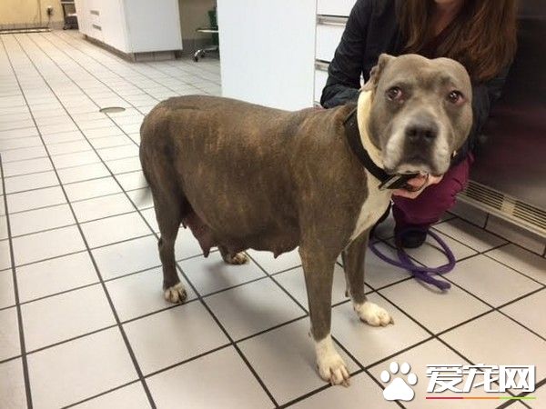 垃圾桶传奇怪声响 待产比特犬竟锁死在里面