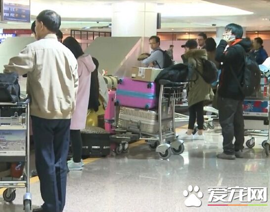 女从美国带狗入境遭拒 竟失控脱衣