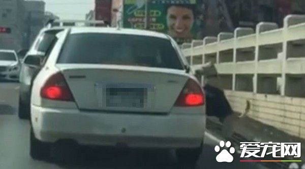 狗狗遭弃养 狂追轿车摇尾趴门却没人理