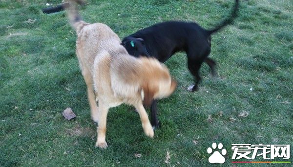 牧羊犬被当地流浪狗咬伤 女主人暴怒要血债血偿