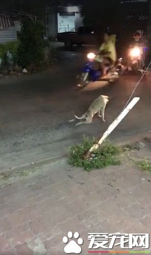 瘫痪狗拖着后脚慢慢爬 好心司机帮忙竟奇迹复原