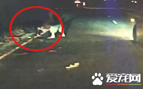 七旬妇女惨遭十余只野狗袭击  全身百道伤