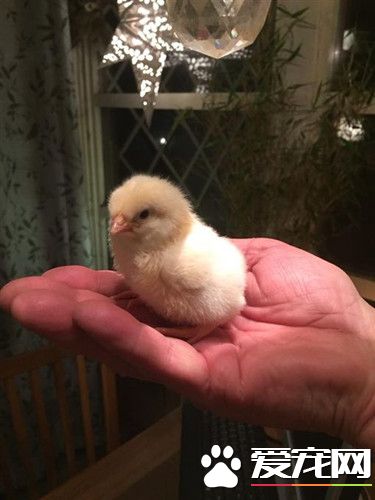 去超市买的盒装鸡蛋 竟然也能孵化出小鸡