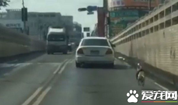 狗狗遭弃养 狂追轿车摇尾趴门却没人理