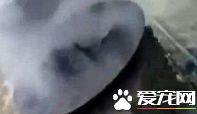 男子沸水烹煮活狗 手段残忍令人发指