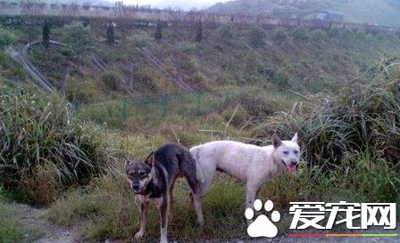 恶心男子将宠物当性奴 3年性侵数百次