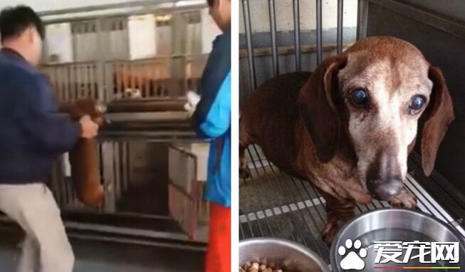 陪伴15年的狗狗无情被抛弃 送收容所转身就走