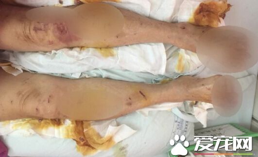 七旬妇女惨遭十余只野狗袭击  全身百道伤