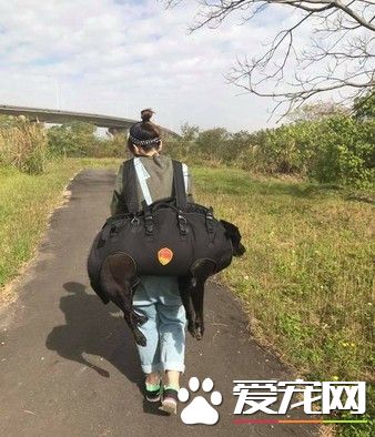 狗狗年纪大走不动 瘦弱女主人一把背起爱犬