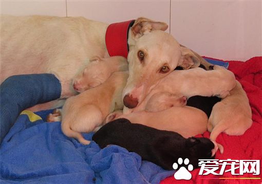 打石膏忍痛走3公里 狗妈妈带兽医救出狗宝宝