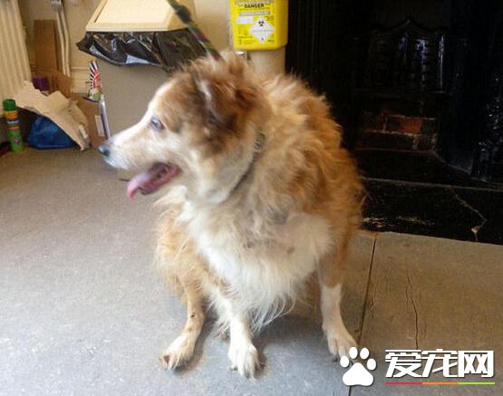 卡城男怒杀租客宠物狗 获刑一年