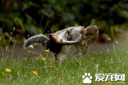 松鼠都是有练过的 为抢食坚果拳脚尽出