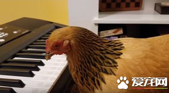 花母鸡使用电子琴演奏歌曲 网友直呼太神奇