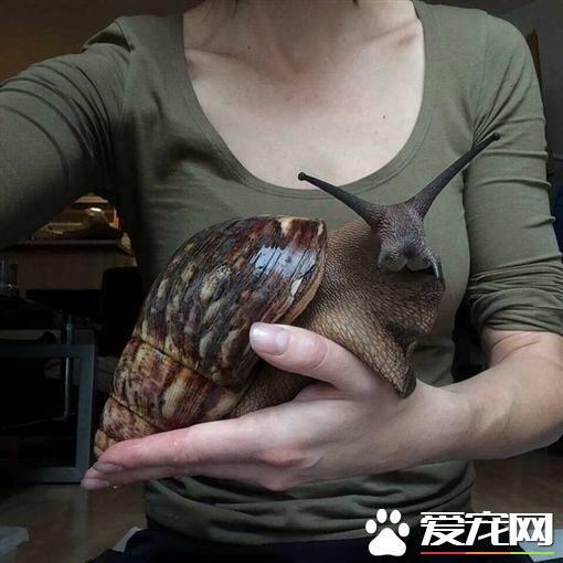 稀有宠物也能找到真爱 巨型蜗牛当宠物饲养