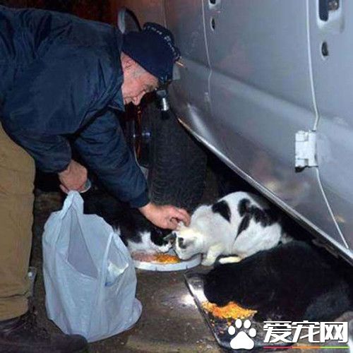 老翁每天都喂流浪猫 22年风雨无阻坚持每天喂