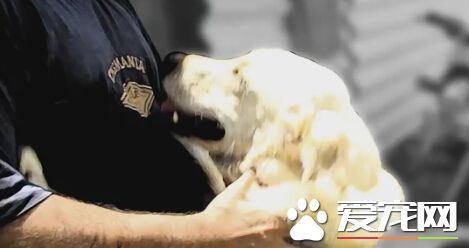 不忍流浪狗被捕杀 印度男子收养700多只流浪狗