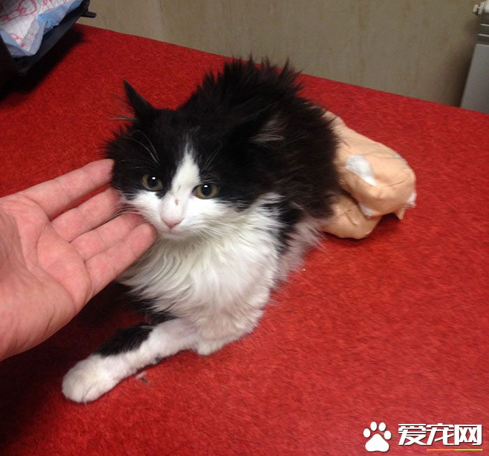 残疾猫咪被安装上假腿 重获新生能跑能跳
