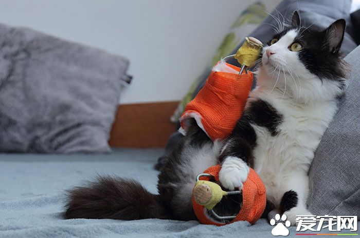 残疾猫咪被安装上假腿 重获新生能跑能跳