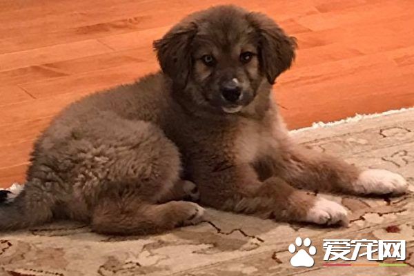 一对夫妻网上买狗 买到病狗治疗花6千元