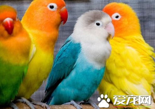 女子未按要求带鹦鹉闯捷运 与站务员爆冲突