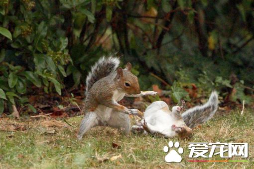 松鼠都是有练过的 为抢食坚果拳脚尽出
