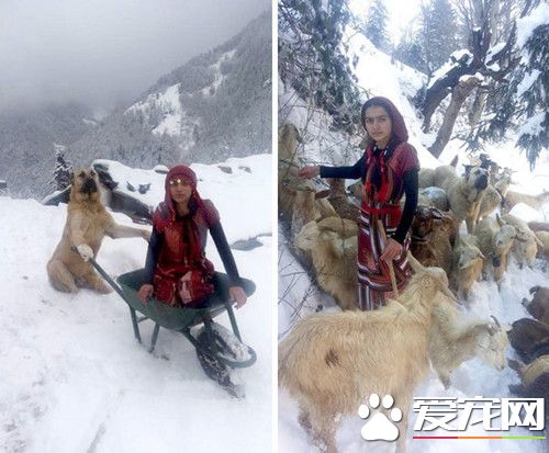 羊妈妈暴风雪生宝宝 狗狗冒着生命危险拯救