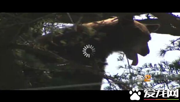 黑熊摸黑进账篷 加州男子被抓伤要缝十八针